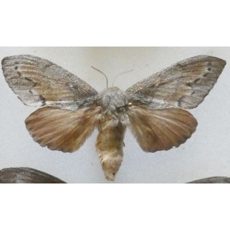 Dendrolimus pini pini (Linnaeus, 1758) female Barczatka sosnówka